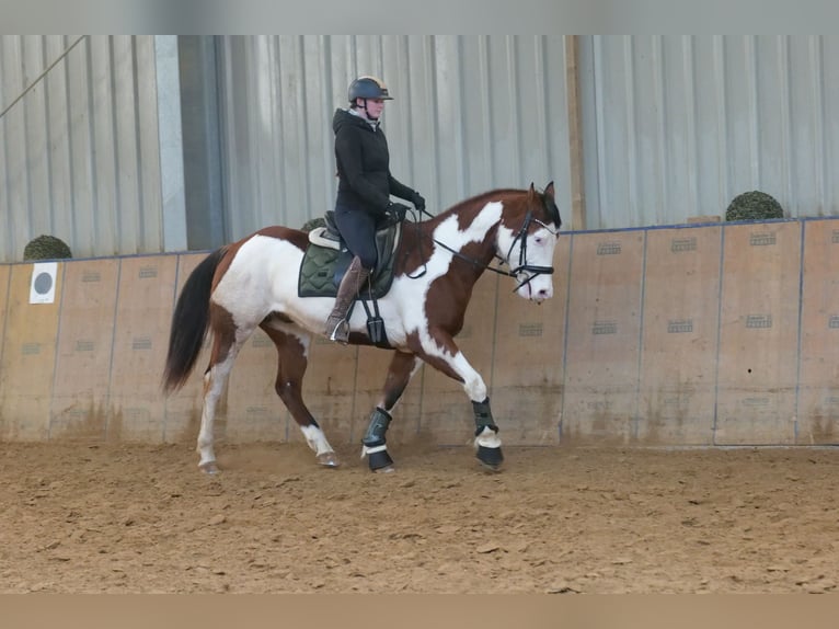 American Paint Horse Wallach 11 Jahre 155 cm Schecke in Neustadt (Wied)