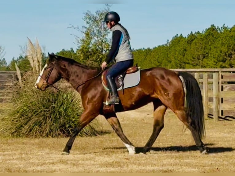 American Paint Horse Wallach 11 Jahre 157 cm Rotbrauner in Johnston