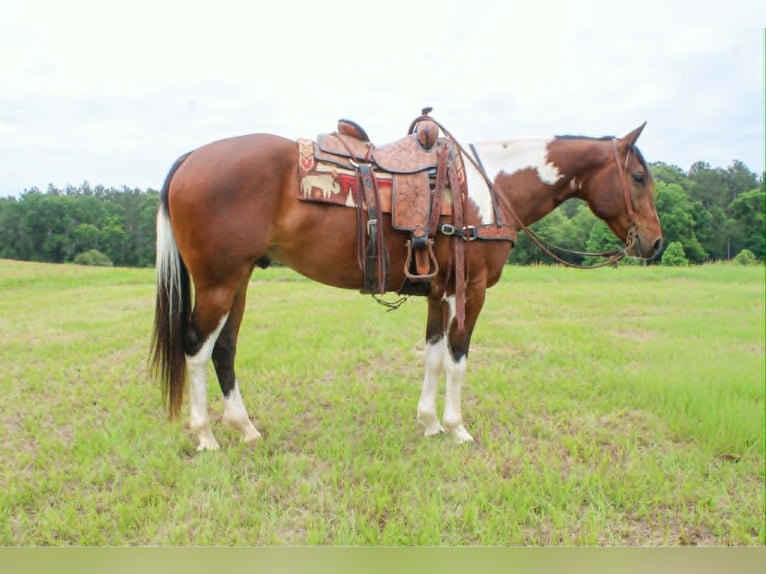 American Paint Horse Wallach 11 Jahre 157 cm Tobiano-alle-Farben in Rusk