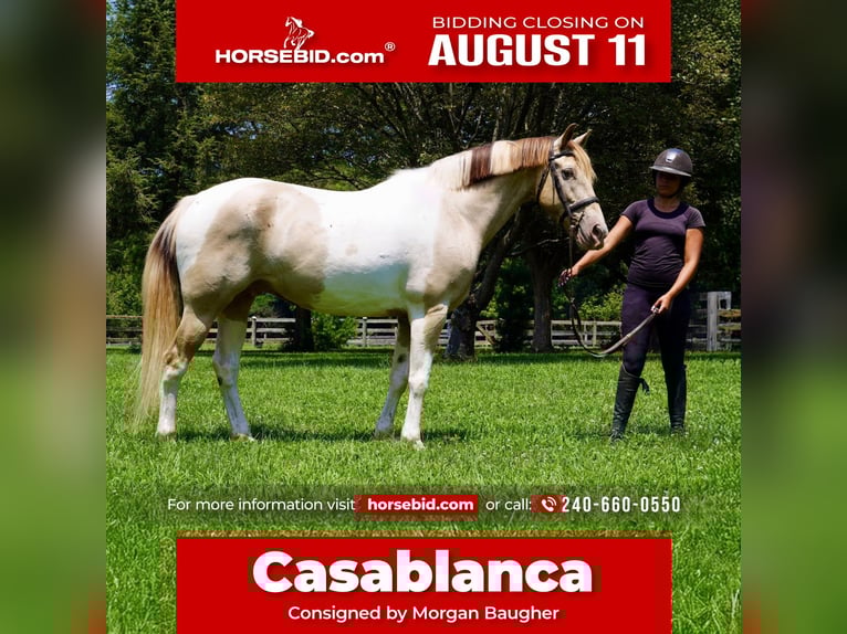 American Paint Horse Mix Wallach 11 Jahre 160 cm Schecke in Tuscarora