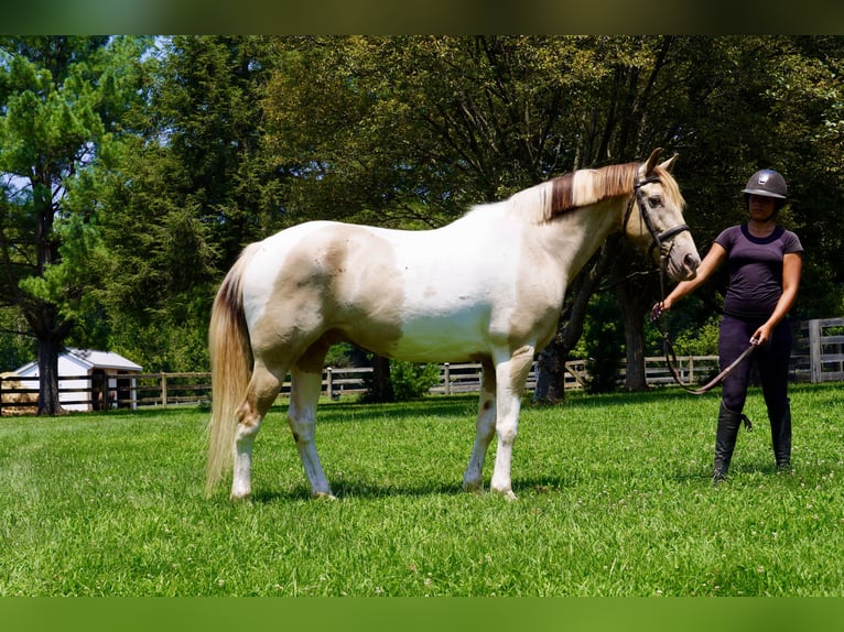 American Paint Horse Mix Wallach 11 Jahre 160 cm Schecke in Tuscarora