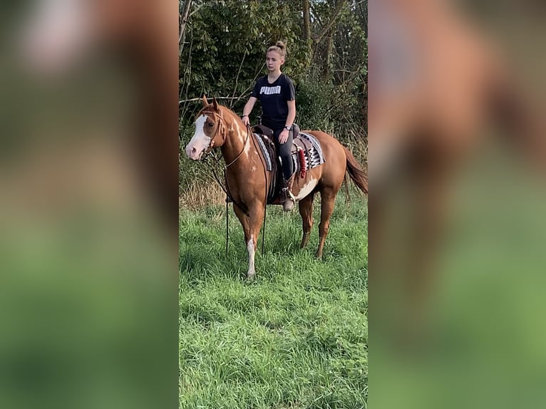 American Paint Horse Wallach 11 Jahre Overo-alle-Farben in Saint-Georges sur meuse