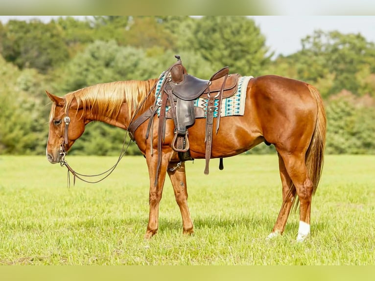 American Paint Horse Wallach 11 Jahre Rotfuchs in Clarion