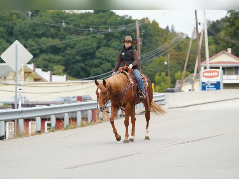 American Paint Horse Wallach 11 Jahre Rotfuchs in Clarion
