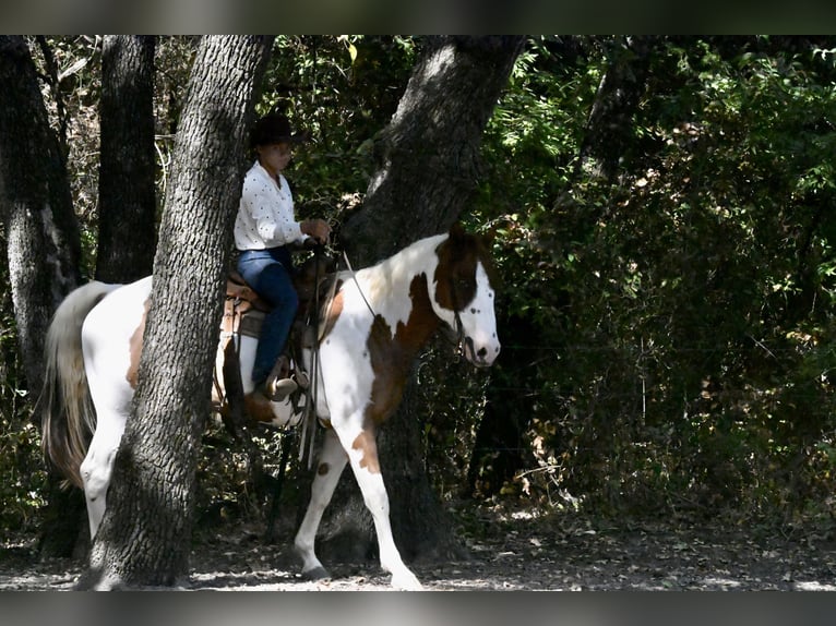 American Paint Horse Wallach 11 Jahre Schecke in Grandview
