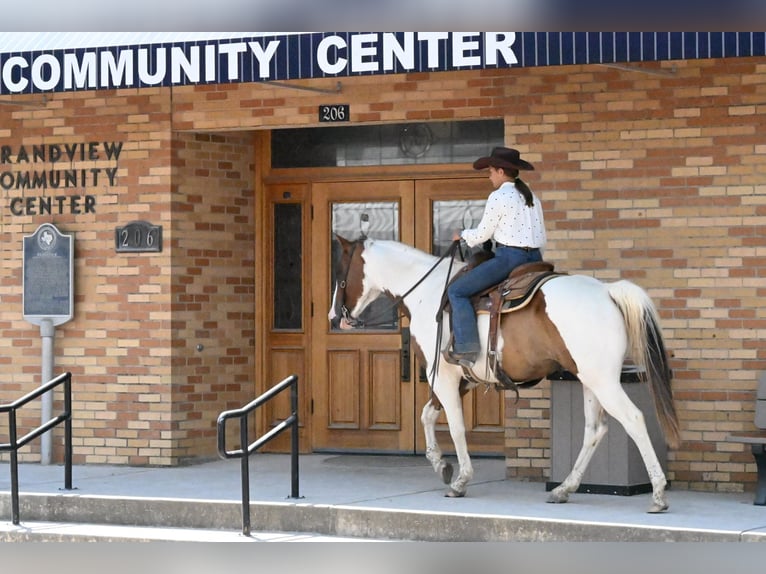 American Paint Horse Wallach 11 Jahre Schecke in Grandview
