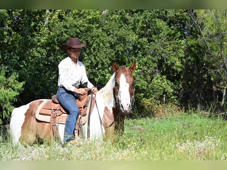 American Paint Horse Wallach 11 Jahre Schecke in Grandview