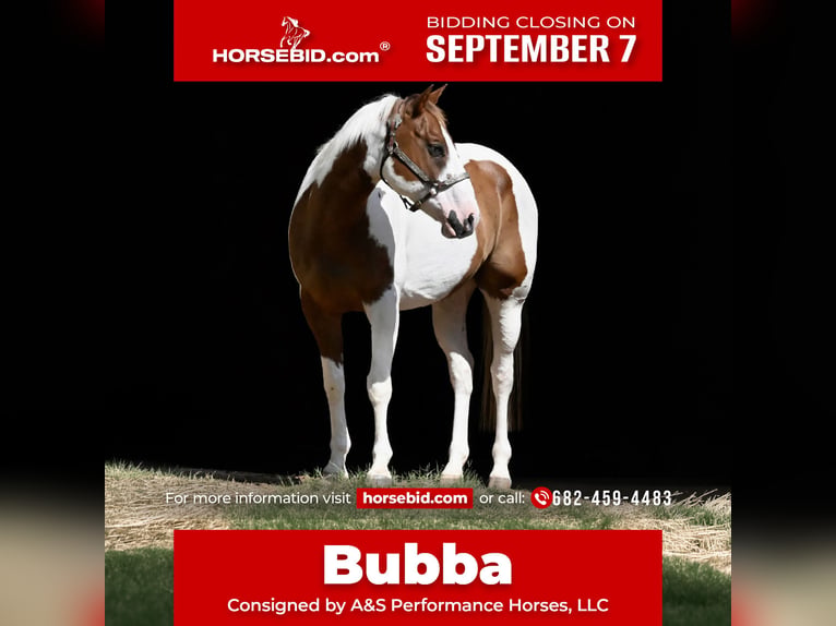 American Paint Horse Wallach 11 Jahre Schecke in Grandview