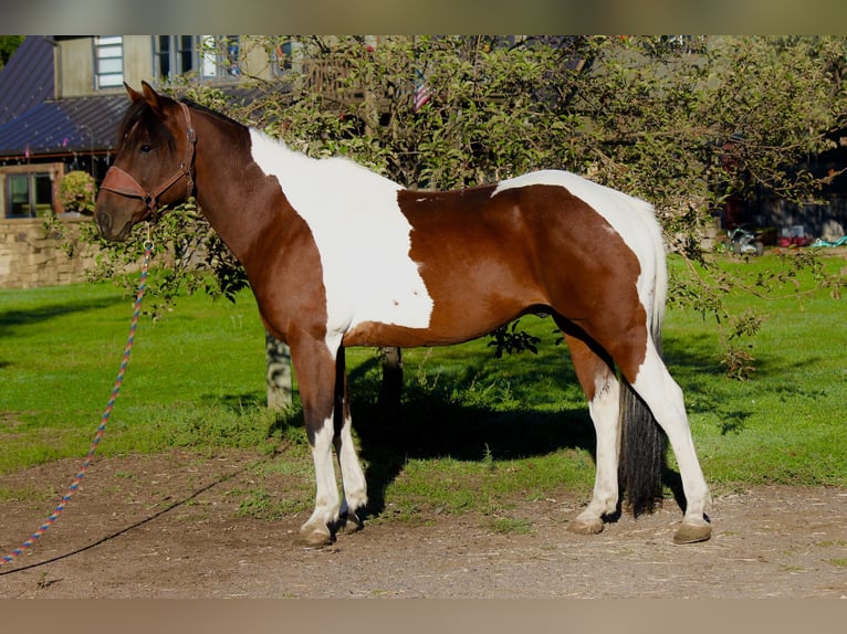 American Paint Horse Wallach 11 Jahre Tobiano-alle-Farben in Fort Collins