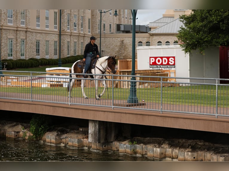 American Paint Horse Wallach 11 Jahre Tobiano-alle-Farben in Granbury, TX