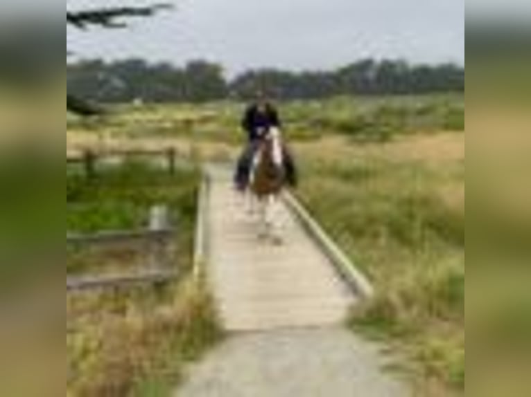 American Paint Horse Wallach 12 Jahre 142 cm Tobiano-alle-Farben in Bitterwater CA