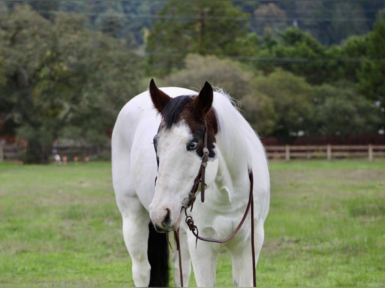 American Paint Horse Wallach 12 Jahre 147 cm Tobiano-alle-Farben in Bitterwater CA