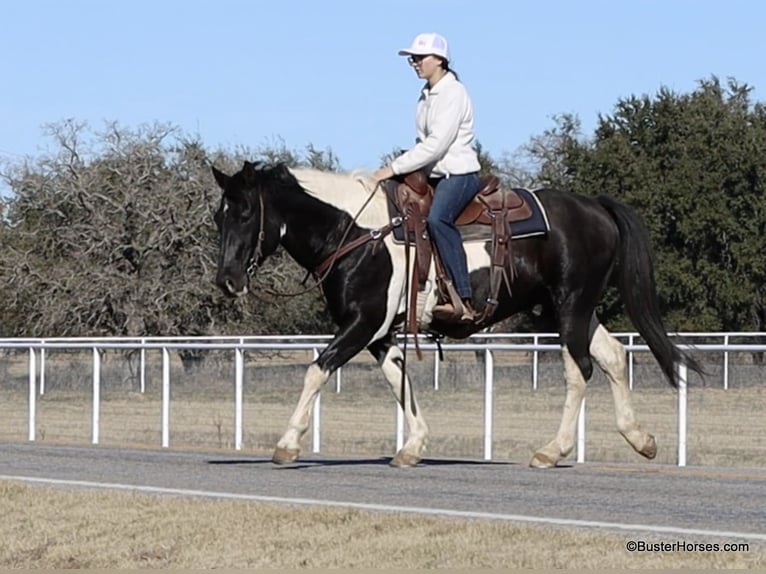 American Paint Horse Wallach 12 Jahre 147 cm Tobiano-alle-Farben in Weatherford TX