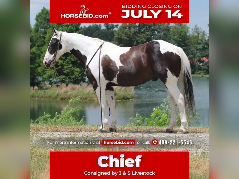 American Paint Horse Wallach 12 Jahre 147 cm in Robards, KY