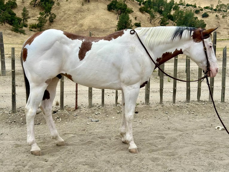American Paint Horse Wallach 12 Jahre 150 cm Overo-alle-Farben in Bitterwater CA