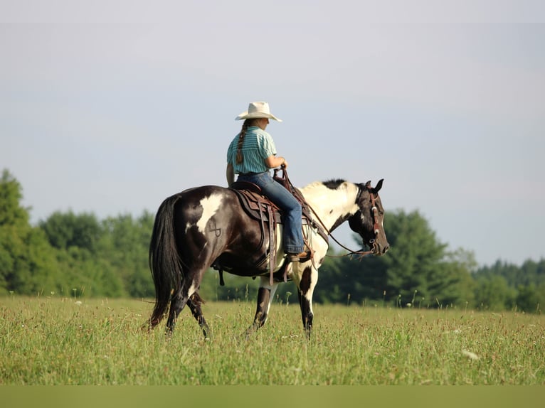 American Paint Horse Wallach 12 Jahre 152 cm Schecke in Clarion