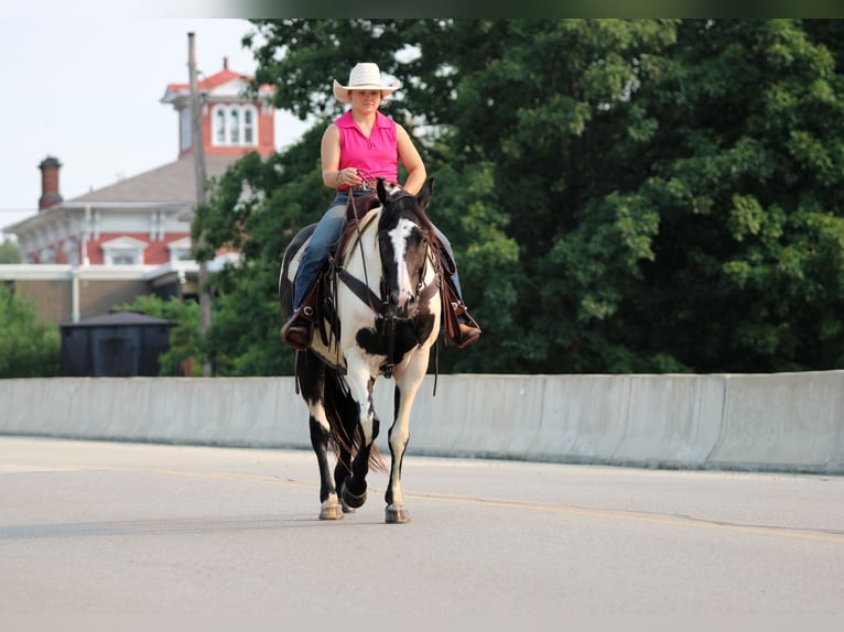 American Paint Horse Wallach 12 Jahre 152 cm Schecke in Clarion
