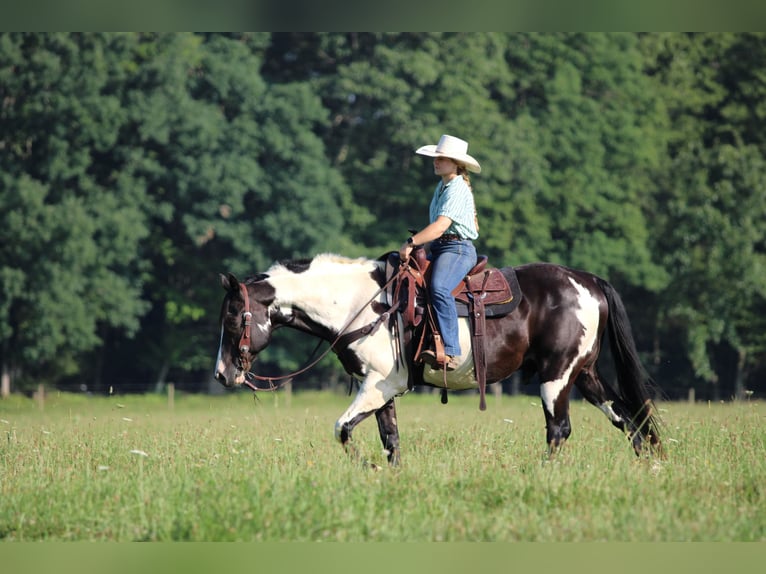 American Paint Horse Wallach 12 Jahre 152 cm Schecke in Clarion