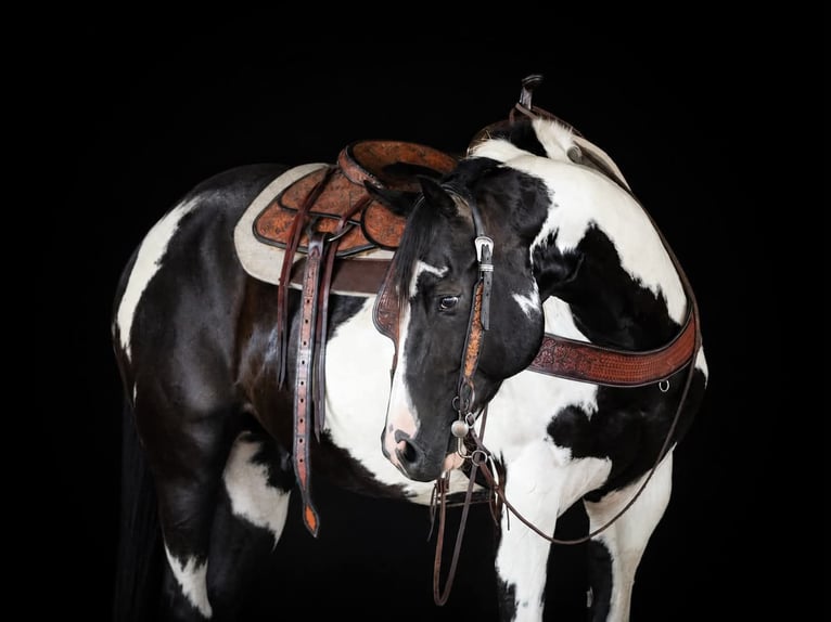 American Paint Horse Wallach 12 Jahre 152 cm Schecke in Clarion