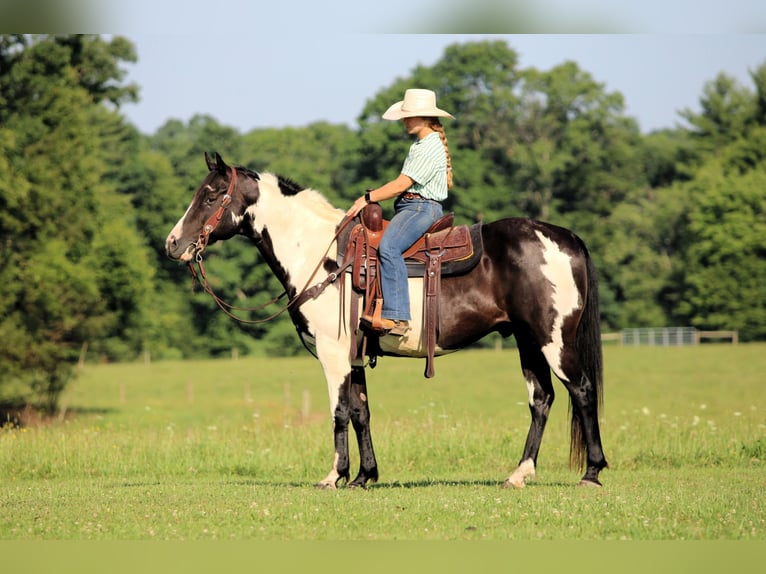 American Paint Horse Wallach 12 Jahre 152 cm Schecke in Clarion