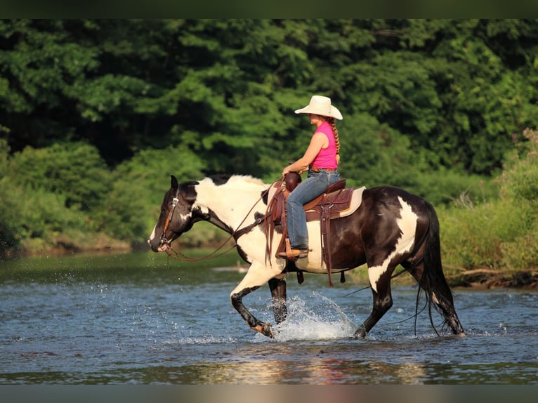 American Paint Horse Wallach 12 Jahre 152 cm Schecke in Clarion
