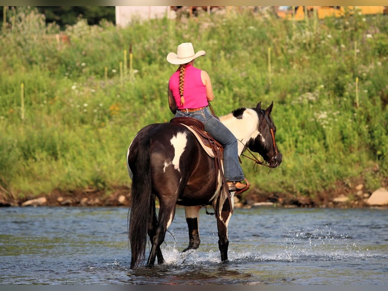 American Paint Horse Wallach 12 Jahre 152 cm Schecke in Clarion