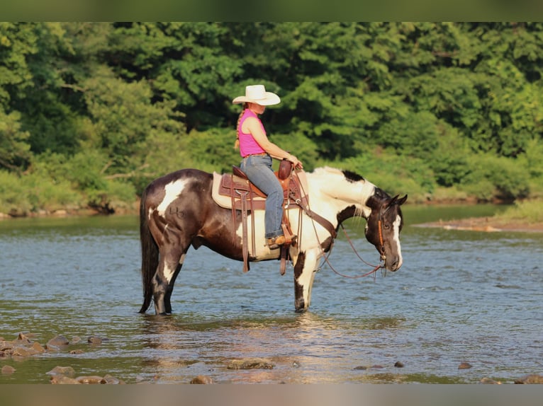 American Paint Horse Wallach 12 Jahre 152 cm Schecke in Clarion