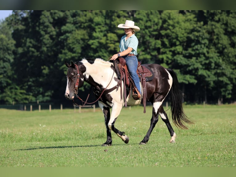 American Paint Horse Wallach 12 Jahre 152 cm Schecke in Clarion