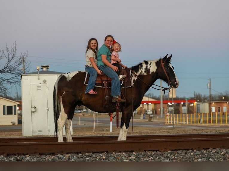 American Paint Horse Wallach 12 Jahre 152 cm Schecke in Forney