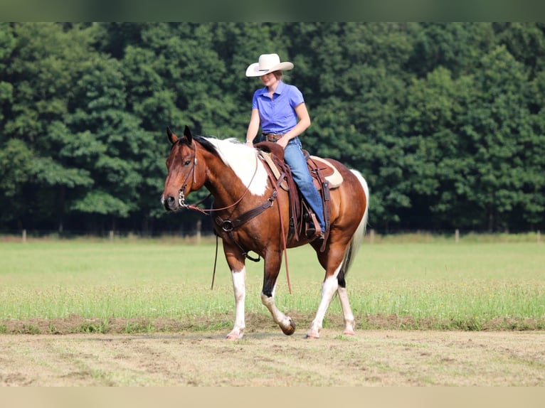 American Paint Horse Wallach 12 Jahre 152 cm Schecke in Clarion