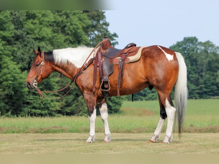 American Paint Horse Wallach 12 Jahre 152 cm Schecke in Clarion