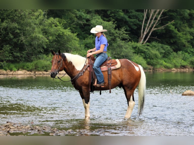 American Paint Horse Wallach 12 Jahre 152 cm Schecke in Clarion