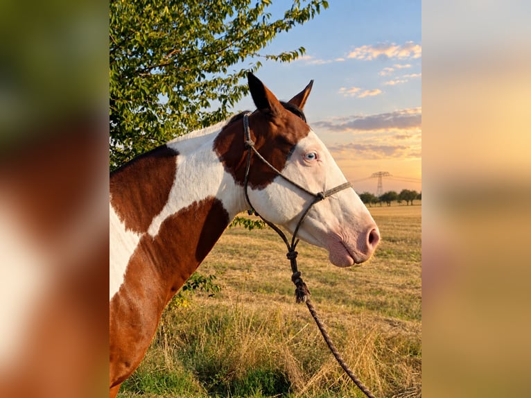 American Paint Horse Wallach 12 Jahre 154 cm Tovero-alle-Farben in Frohburg