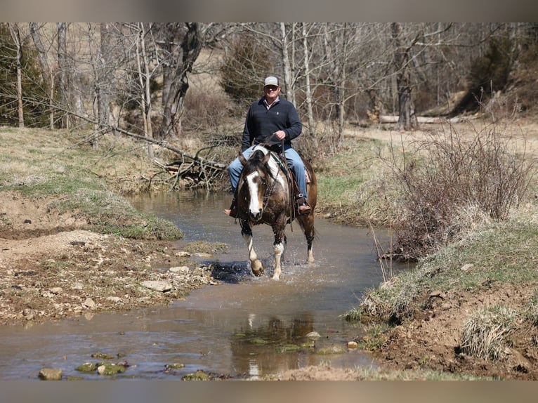 American Paint Horse Wallach 12 Jahre 155 cm Buckskin in Brodhead, KY