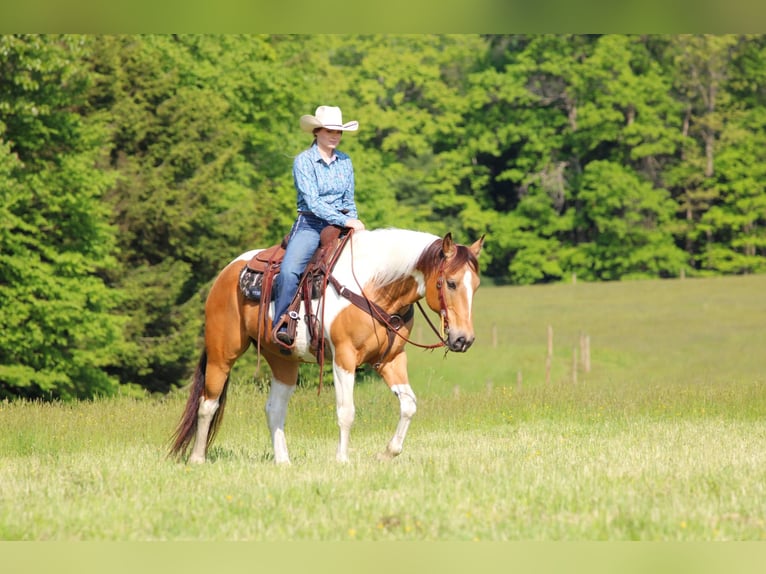 American Paint Horse Wallach 12 Jahre 155 cm Schecke in Clarion