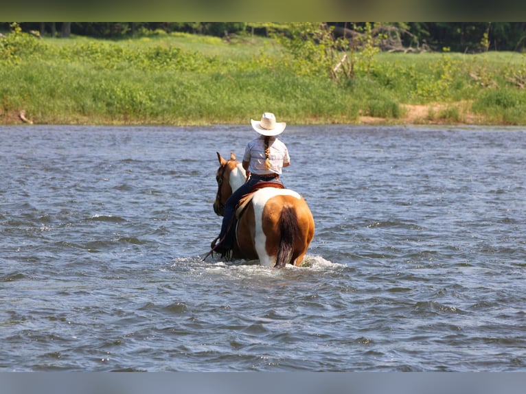 American Paint Horse Wallach 12 Jahre 155 cm Schecke in Clarion