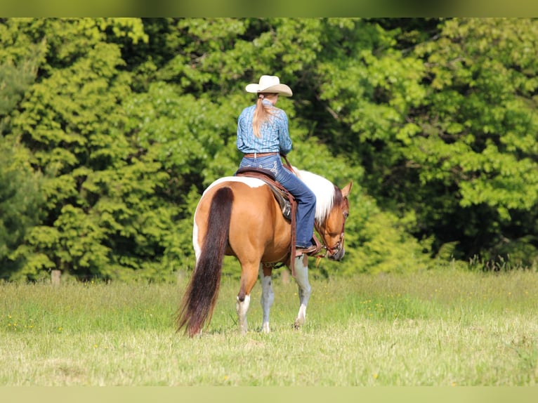 American Paint Horse Wallach 12 Jahre 155 cm Schecke in Clarion