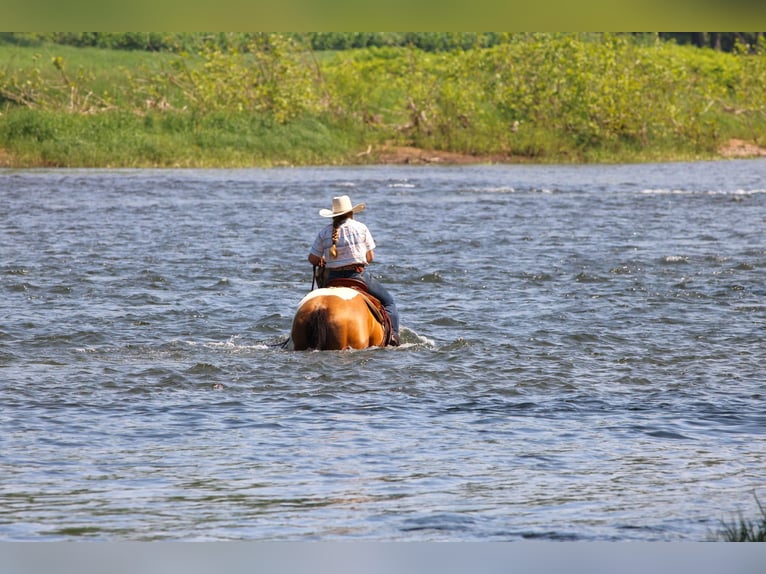 American Paint Horse Wallach 12 Jahre 155 cm Schecke in Clarion