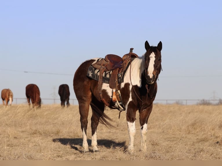 American Paint Horse Wallach 12 Jahre 155 cm Schecke in Mineral Wells