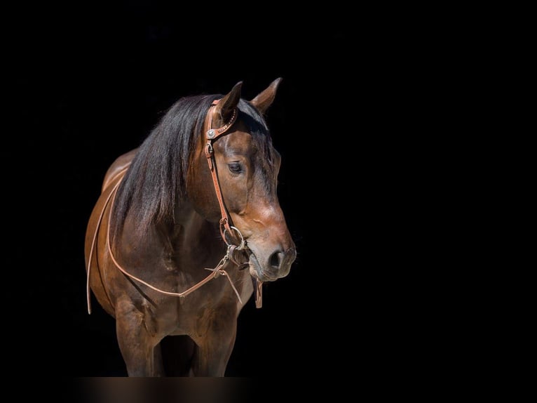 American Paint Horse Wallach 12 Jahre 156 cm Brauner in Selb