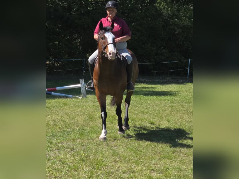 American Paint Horse Wallach 12 Jahre 157 cm Overo-alle-Farben in Susan