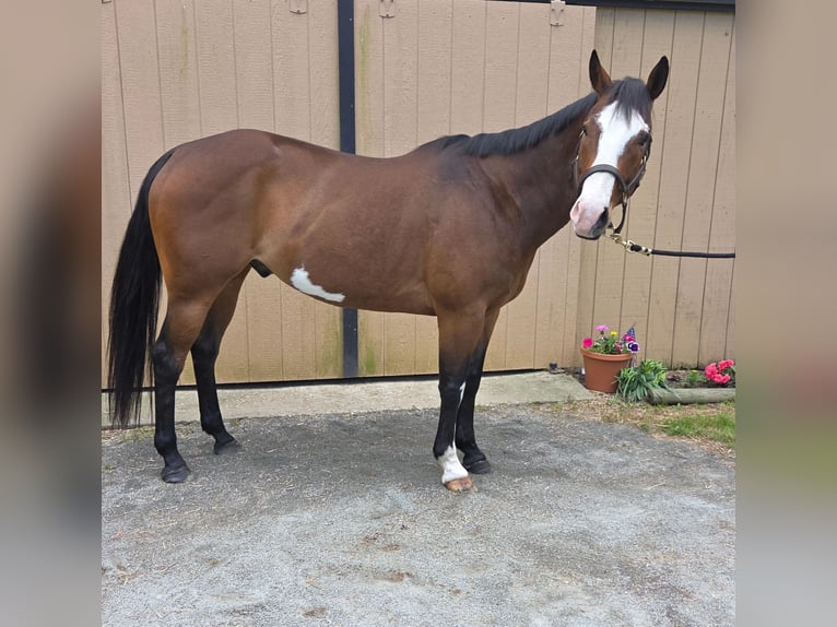 American Paint Horse Wallach 12 Jahre 157 cm Overo-alle-Farben in Susan