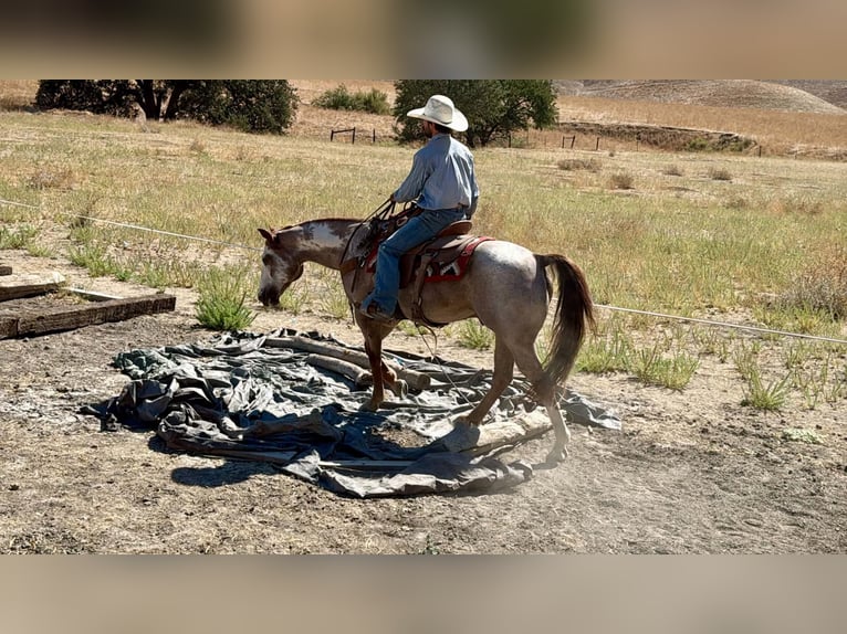 American Paint Horse Wallach 12 Jahre Overo-alle-Farben in Tres Pinos