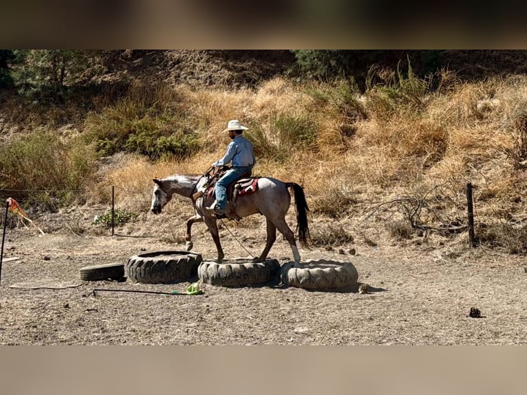 American Paint Horse Wallach 12 Jahre Overo-alle-Farben in Tres Pinos