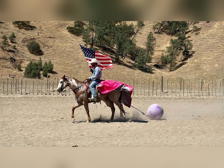 American Paint Horse Wallach 12 Jahre Overo-alle-Farben in Tres Pinos