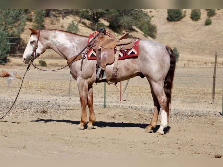 American Paint Horse Wallach 12 Jahre Overo-alle-Farben in Tres Pinos