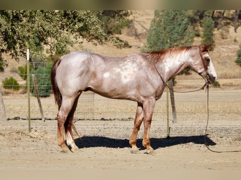 American Paint Horse Wallach 12 Jahre Overo-alle-Farben in Tres Pinos