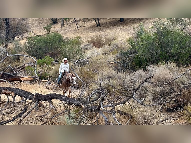 American Paint Horse Wallach 12 Jahre Overo-alle-Farben in Tres Pinos