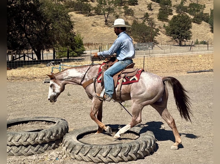 American Paint Horse Wallach 12 Jahre Overo-alle-Farben in Tres Pinos