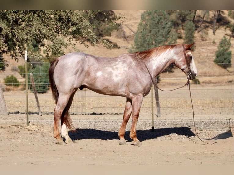American Paint Horse Wallach 12 Jahre Overo-alle-Farben in Tres Pinos